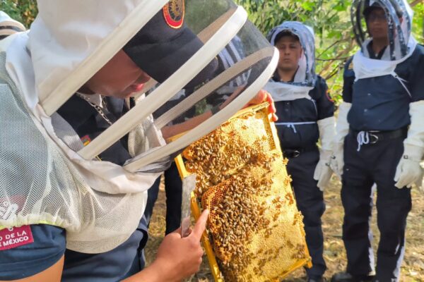 Héroes del fuego… y de la naturaleza: bomberos capitalinos se capacitan en rescate de abejas