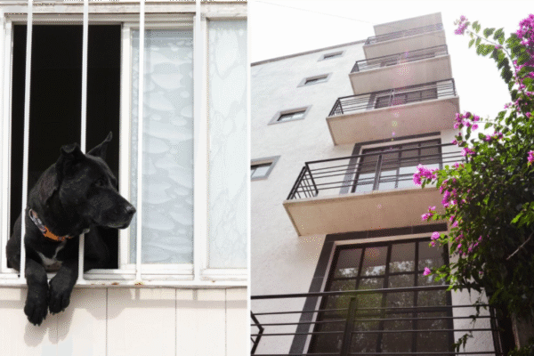 CDMX prohíbe negar rentas a familias con niños o mascotas: así aplicará la nueva ley